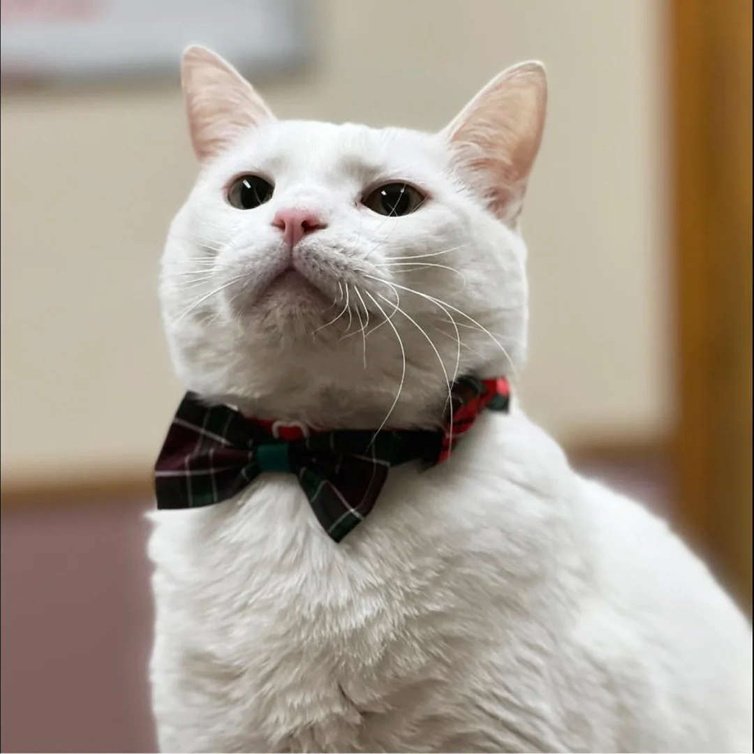 Countryside Animal Hospital Cat in Bowtie White cat wearing a plaid bowtie at Countryside Animal Hospital.