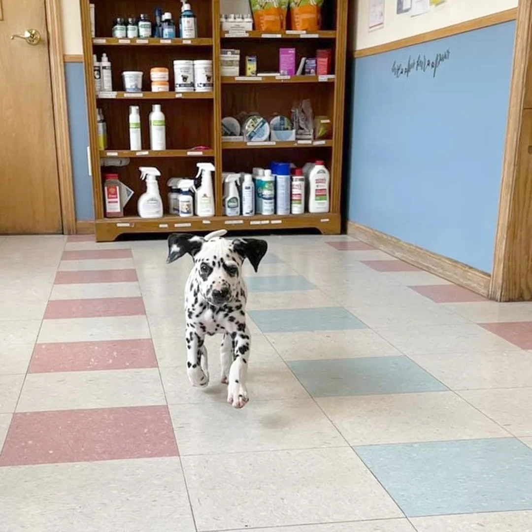 Countryside Animal Hospital Dalmatian Puppy Indoors Dalmatian puppy walking across a tile floor inside Countryside Animal Hospital.