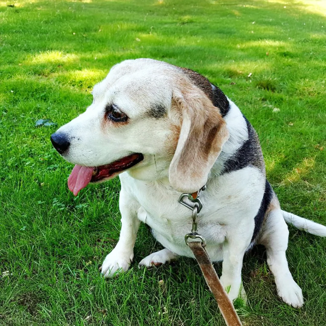 Countryside Animal Hospital Dog Sitting on Grass Beagle sitting on green grass with tongue out at Countryside Animal Hospital.