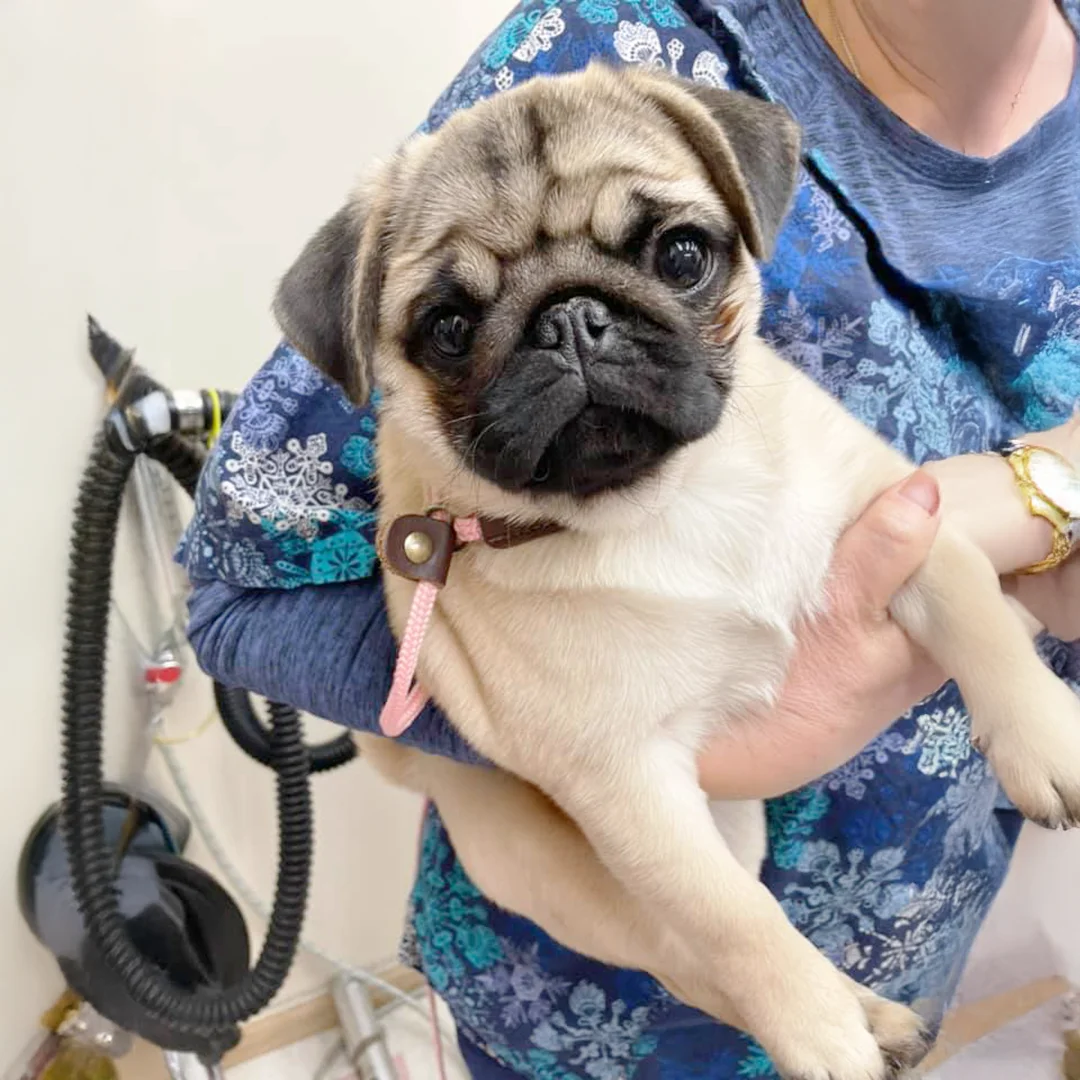Countryside Animal Hospital Pug Puppy Pug puppy being held by a staff member at Countryside Animal Hospital.