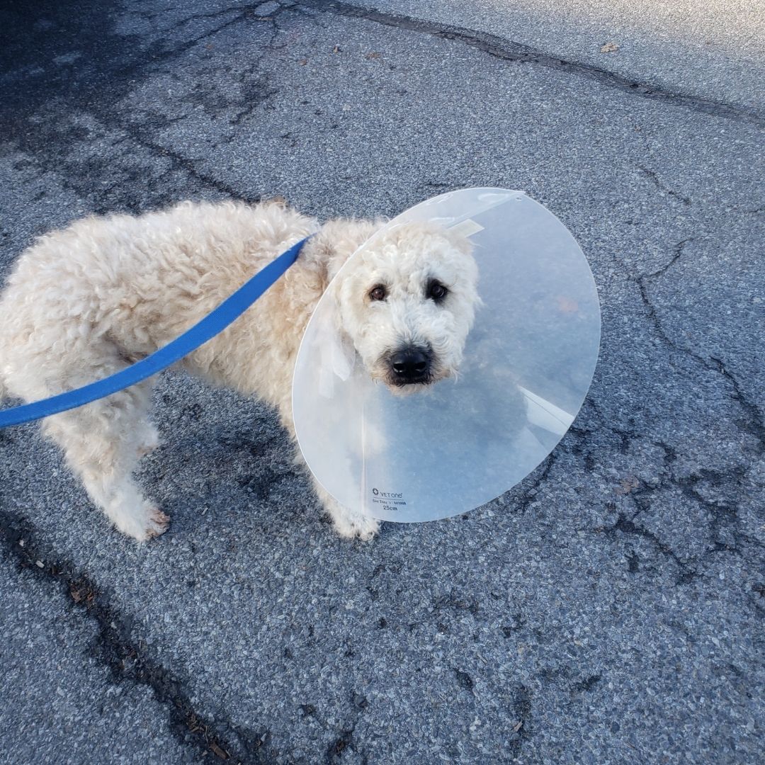A dog wearing a protective cone around its head