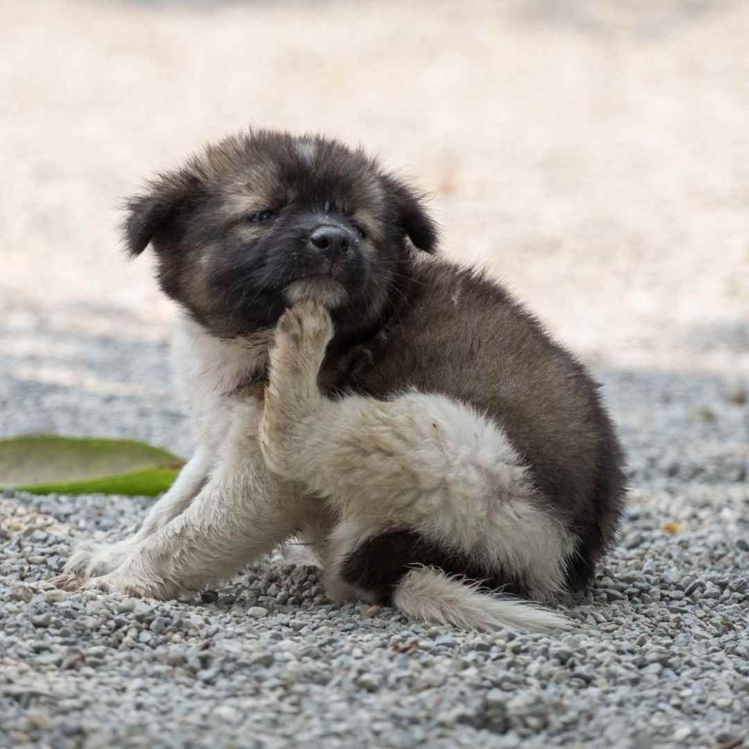 A puppy sits on the ground, resting its paws on its face