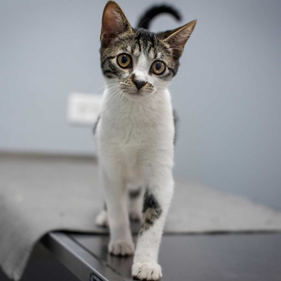 A cat stands on a table in a room, looking around