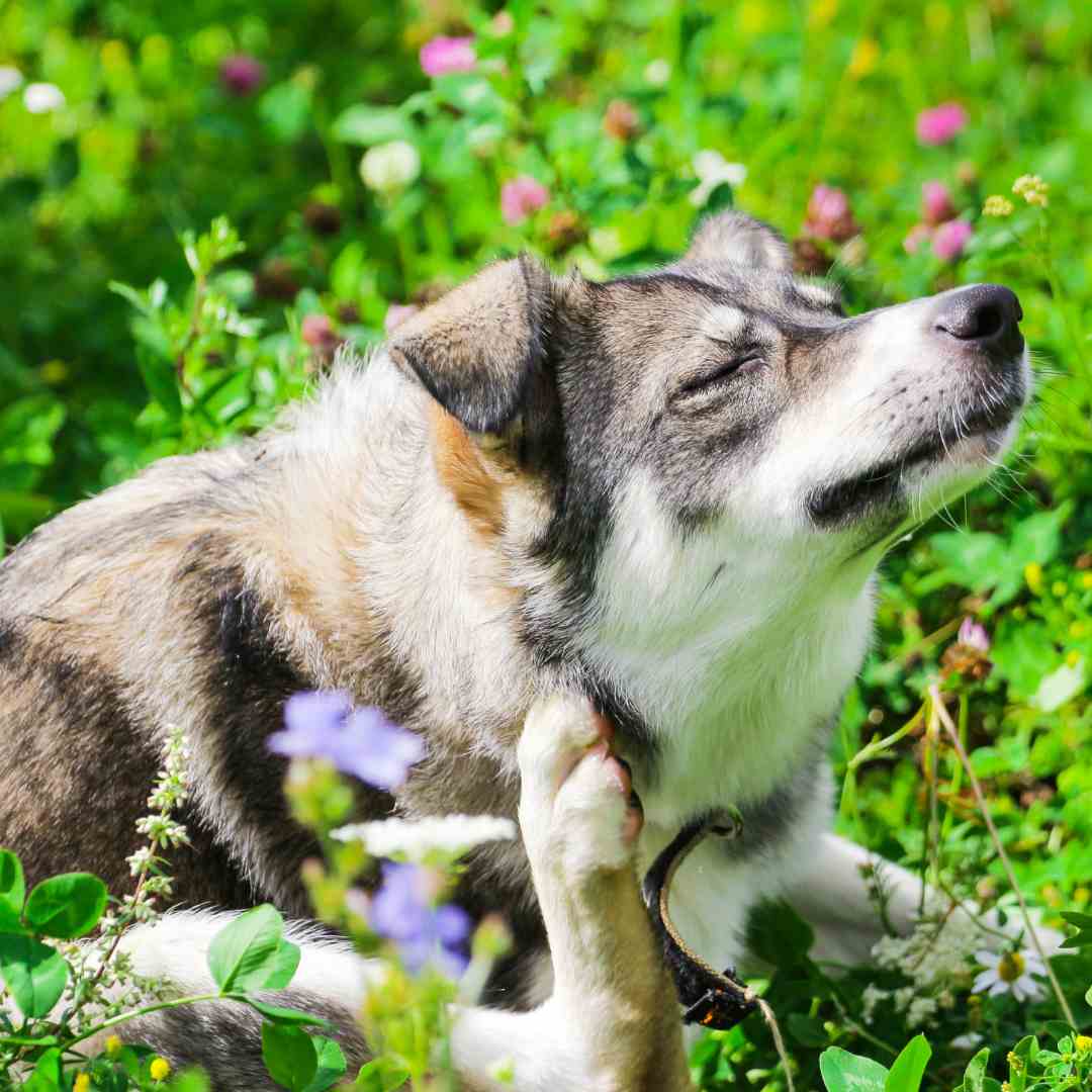 Flea and Tick Prevention for Dogs and Cats