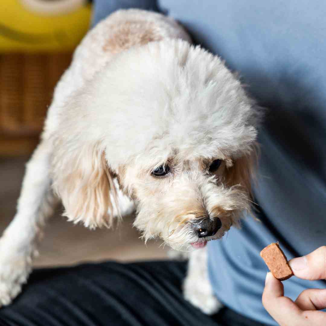 person giving a dog heartworm treatment