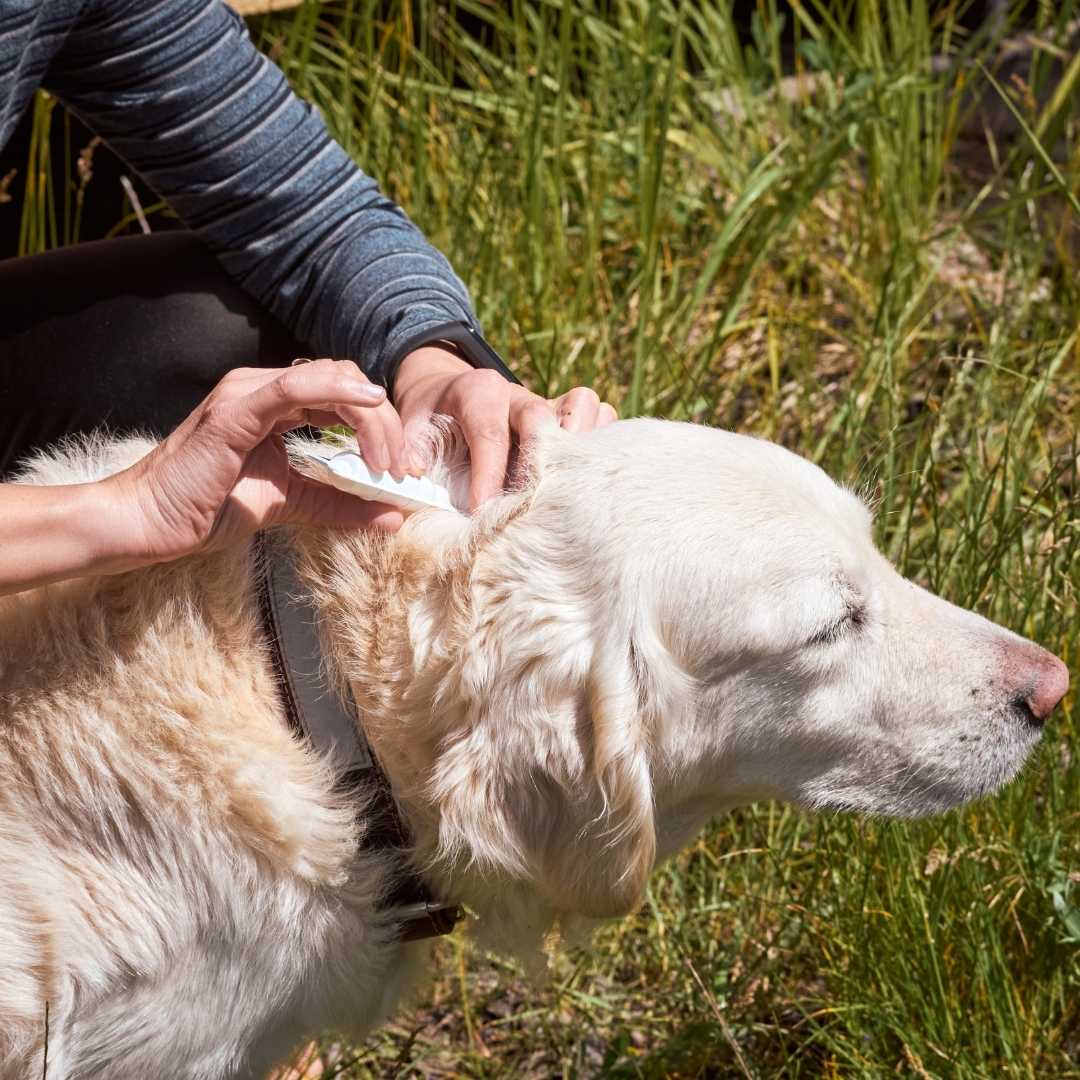 Heartworm Screening for Dogs<br />
