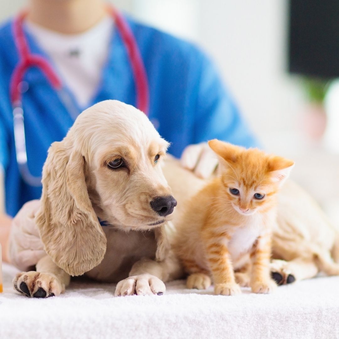 Countryside Animal Hospital blue and gold outdoor sign featuring images of dogs and cats.