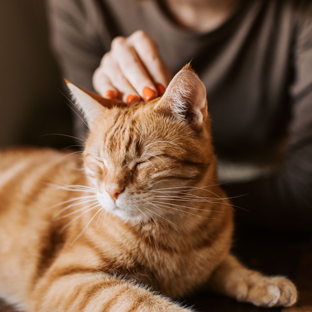 Customized Pain Control for Dogs and Cats