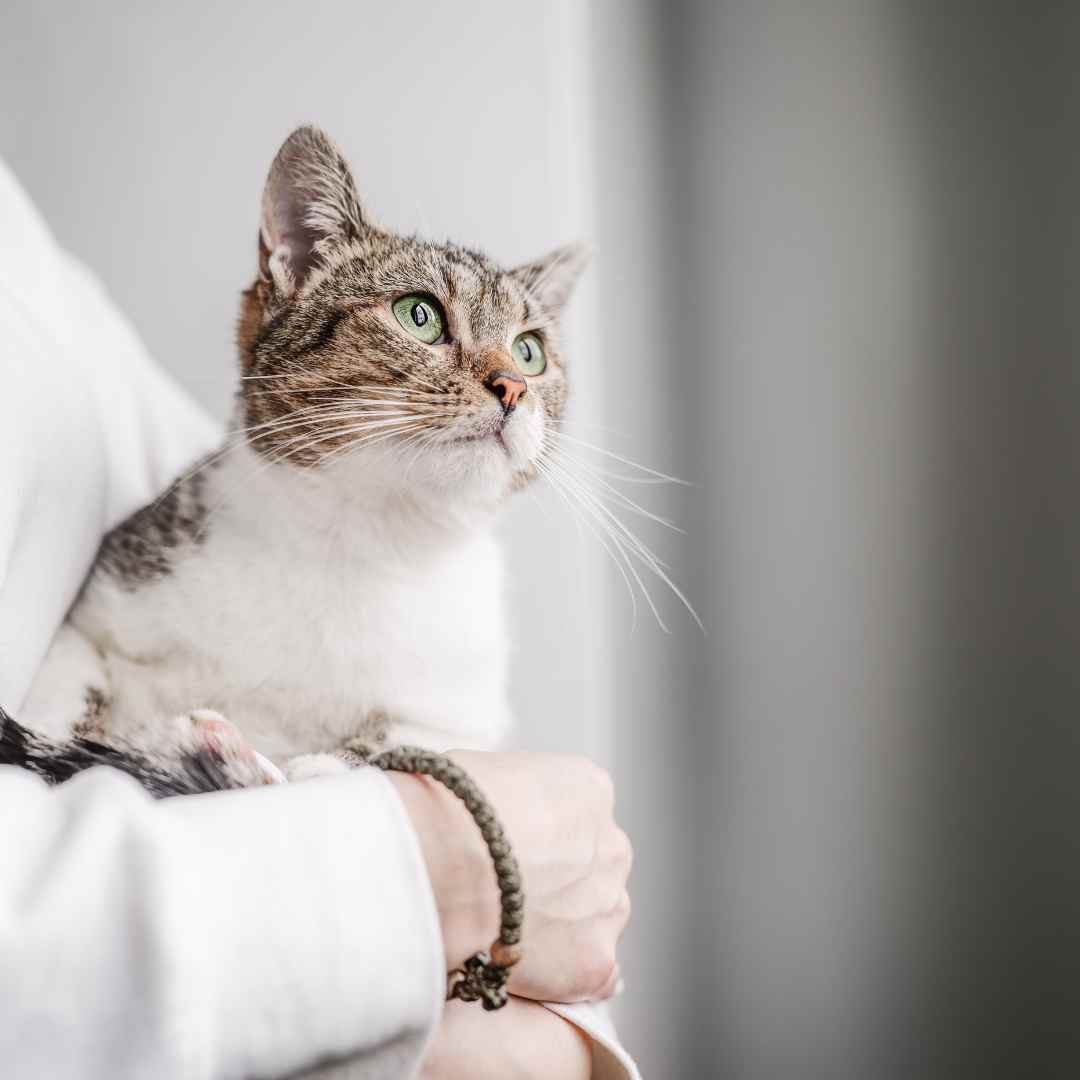 A woman gently cradles a cat in her arms, smiling warmly at the camera