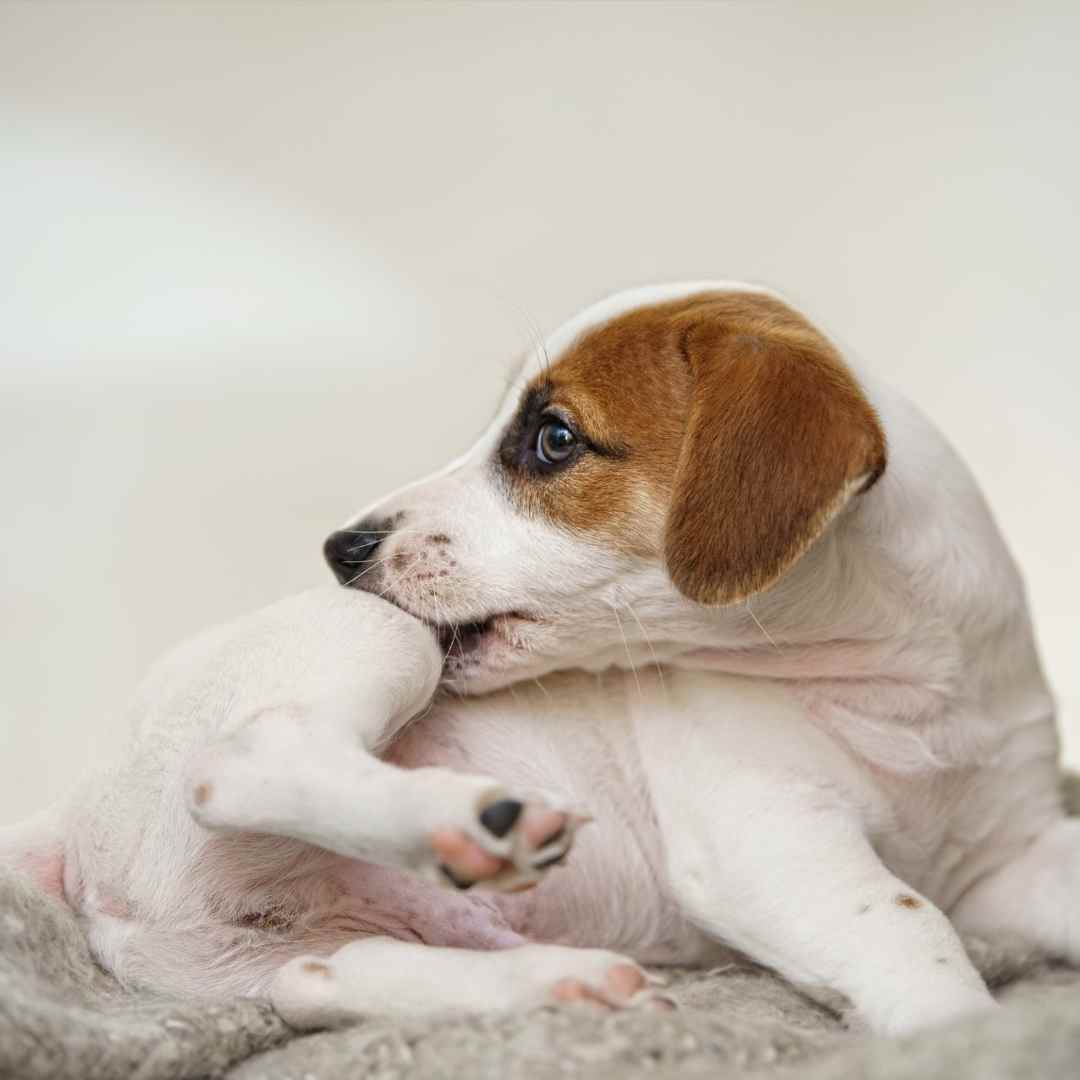 A small brown and white dog resting comfortably on a soft blanket