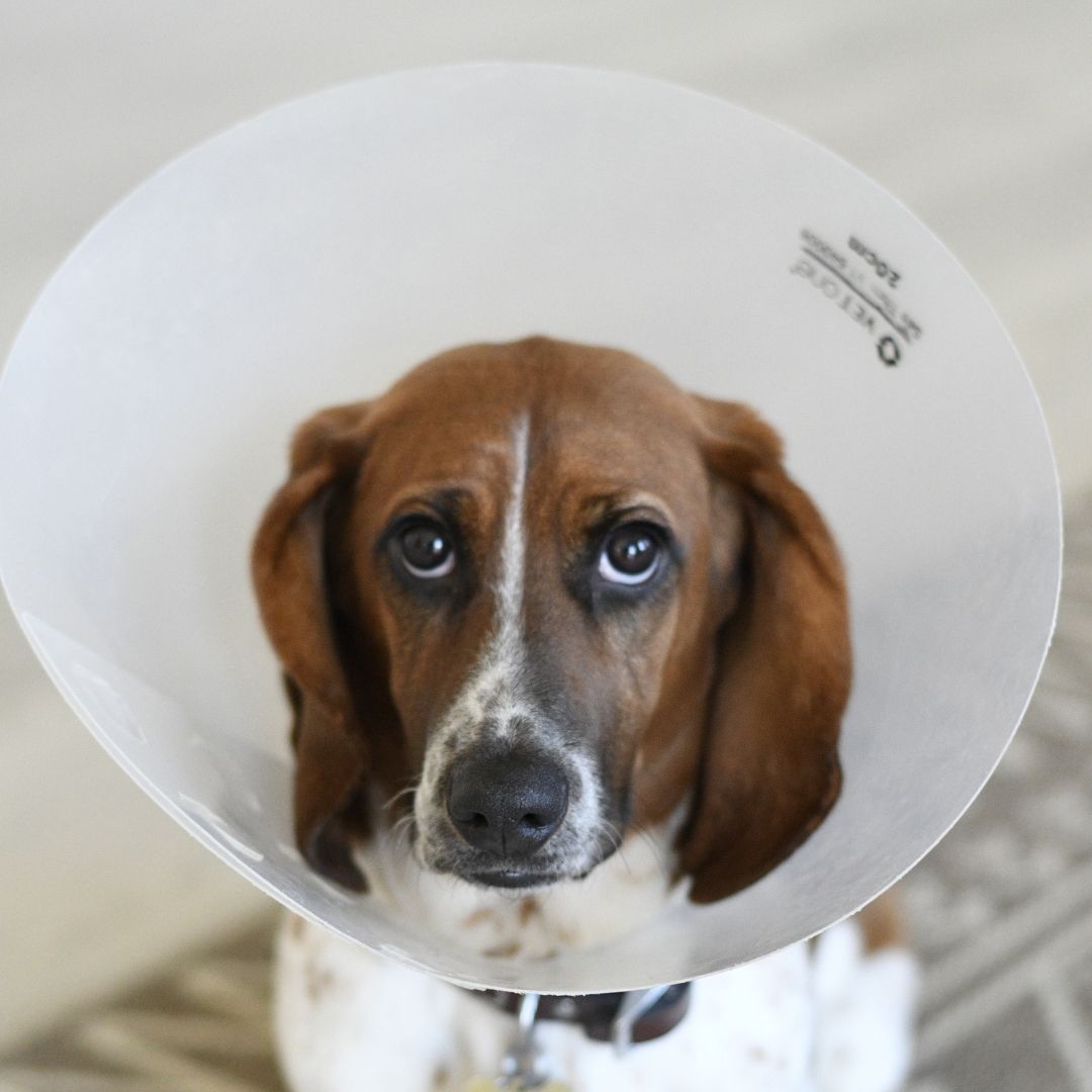 A dog wearing a cone collar sits calmly