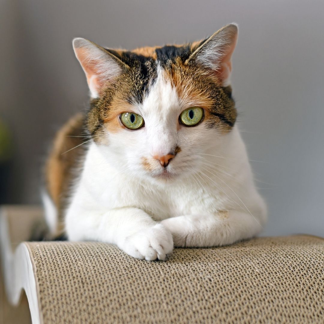 A calico cat is perched on a scratching post