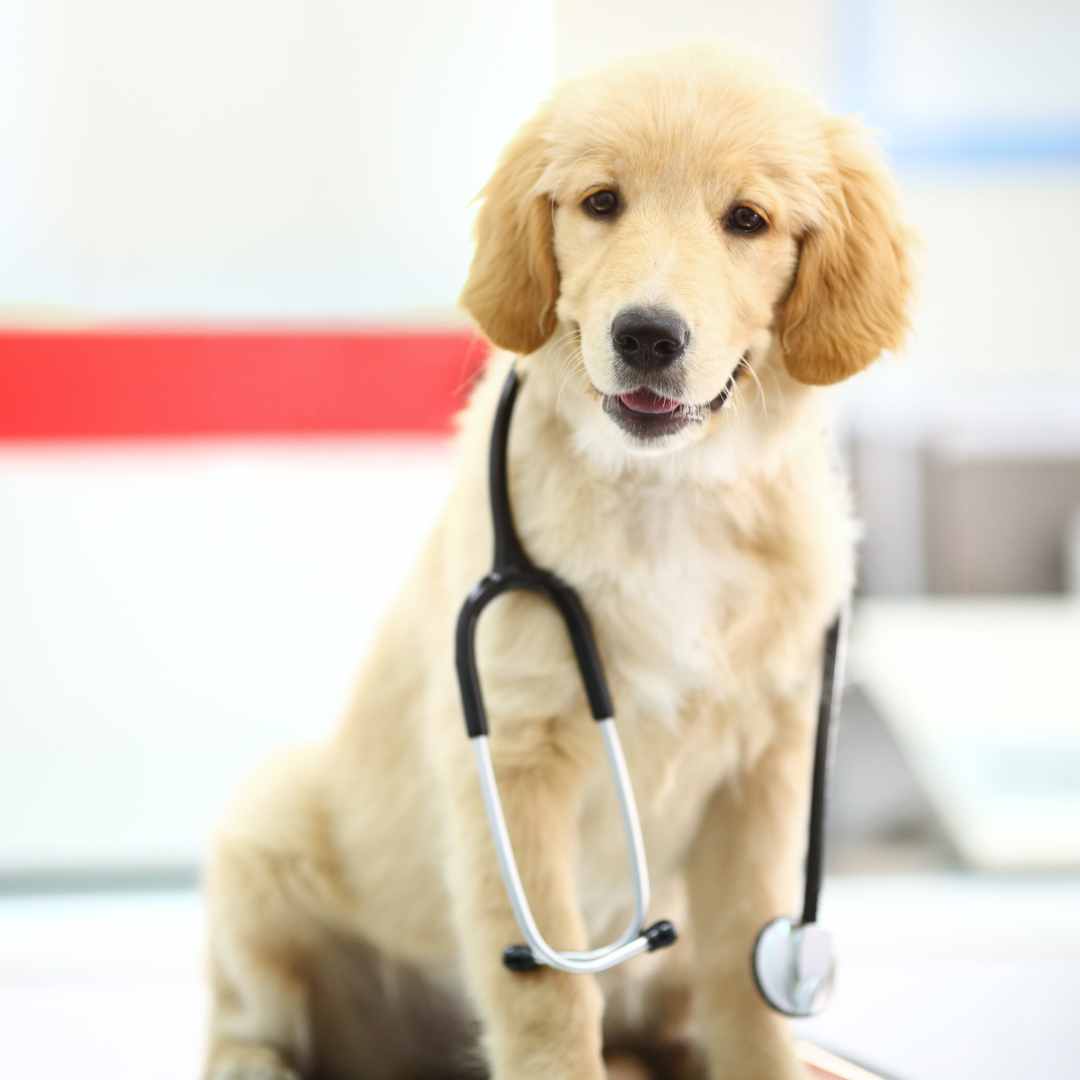 A golden retriever puppy sitting on a table