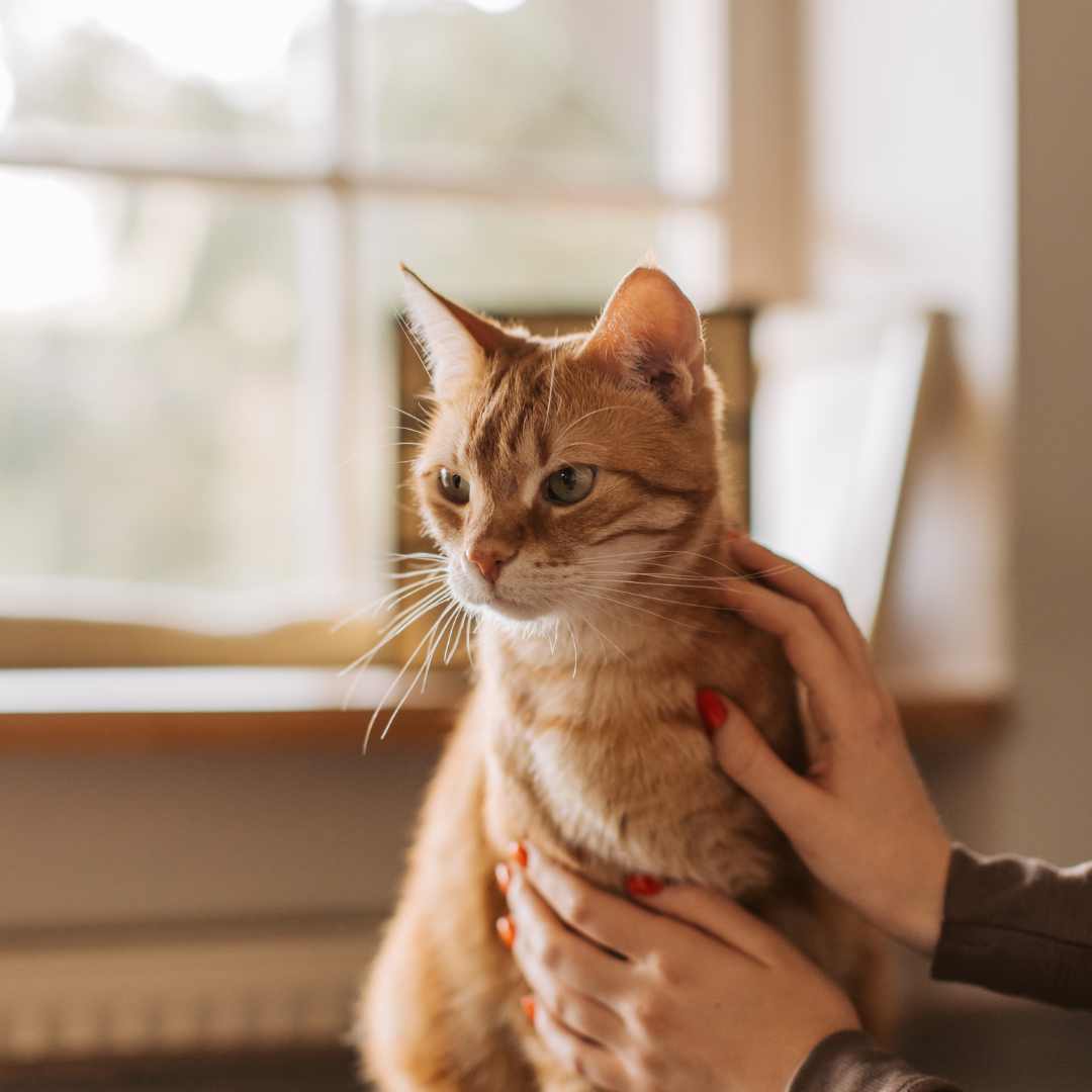 Common Reasons to Schedule a Sick Pet Exam