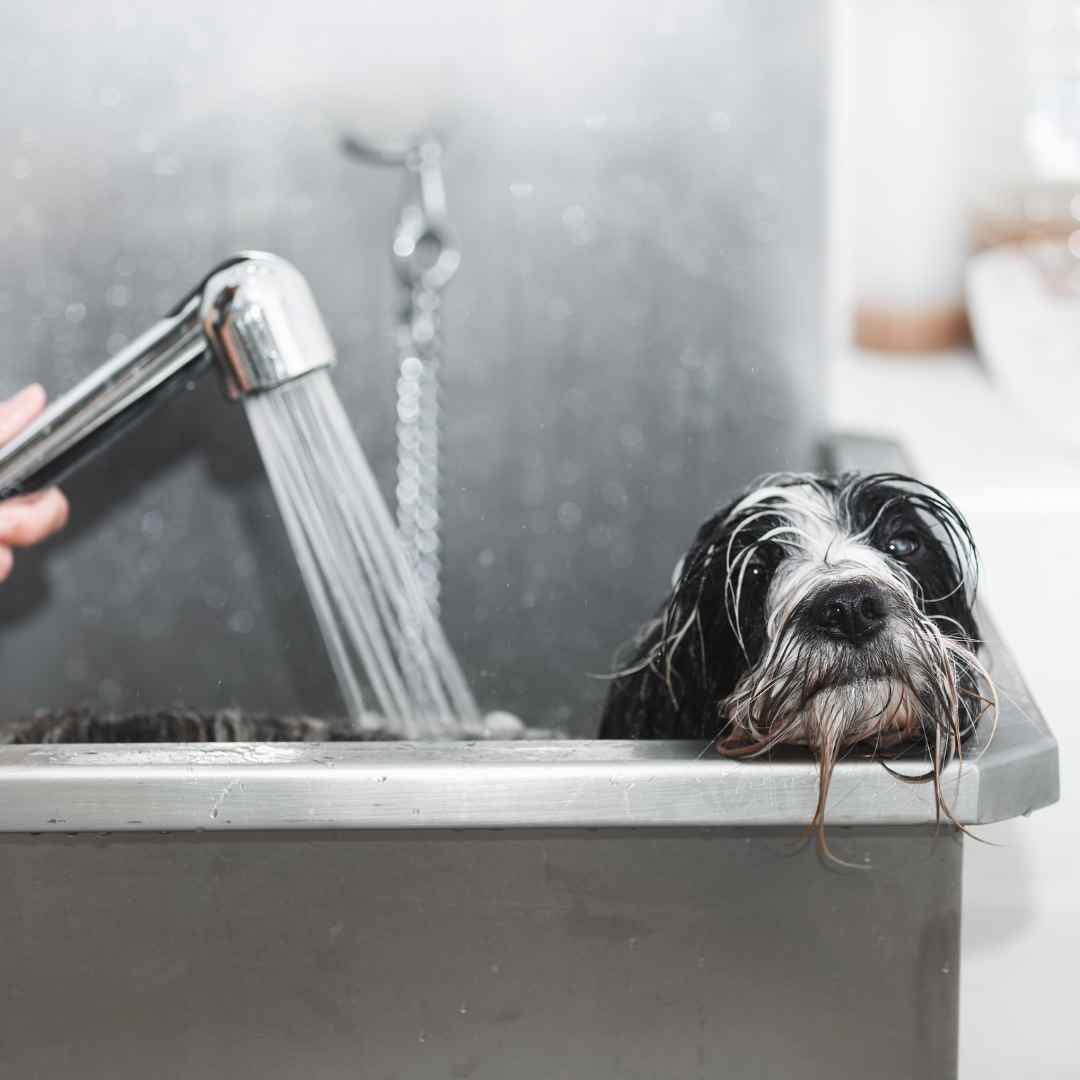 A small dog is being washed in a sink