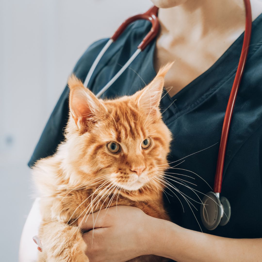 A woman in a doctor's outfit gently holds a cat