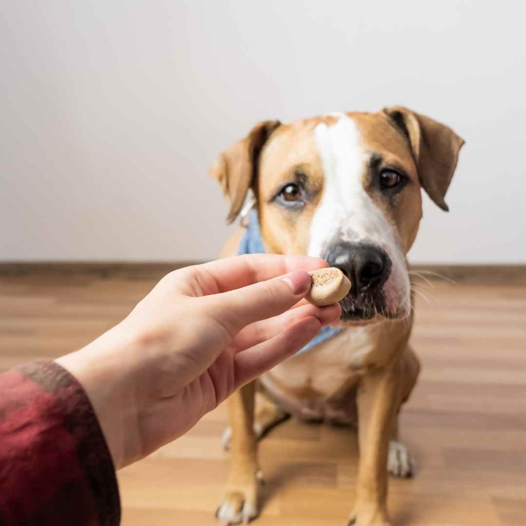 A person offers a dog a peanut butter treat