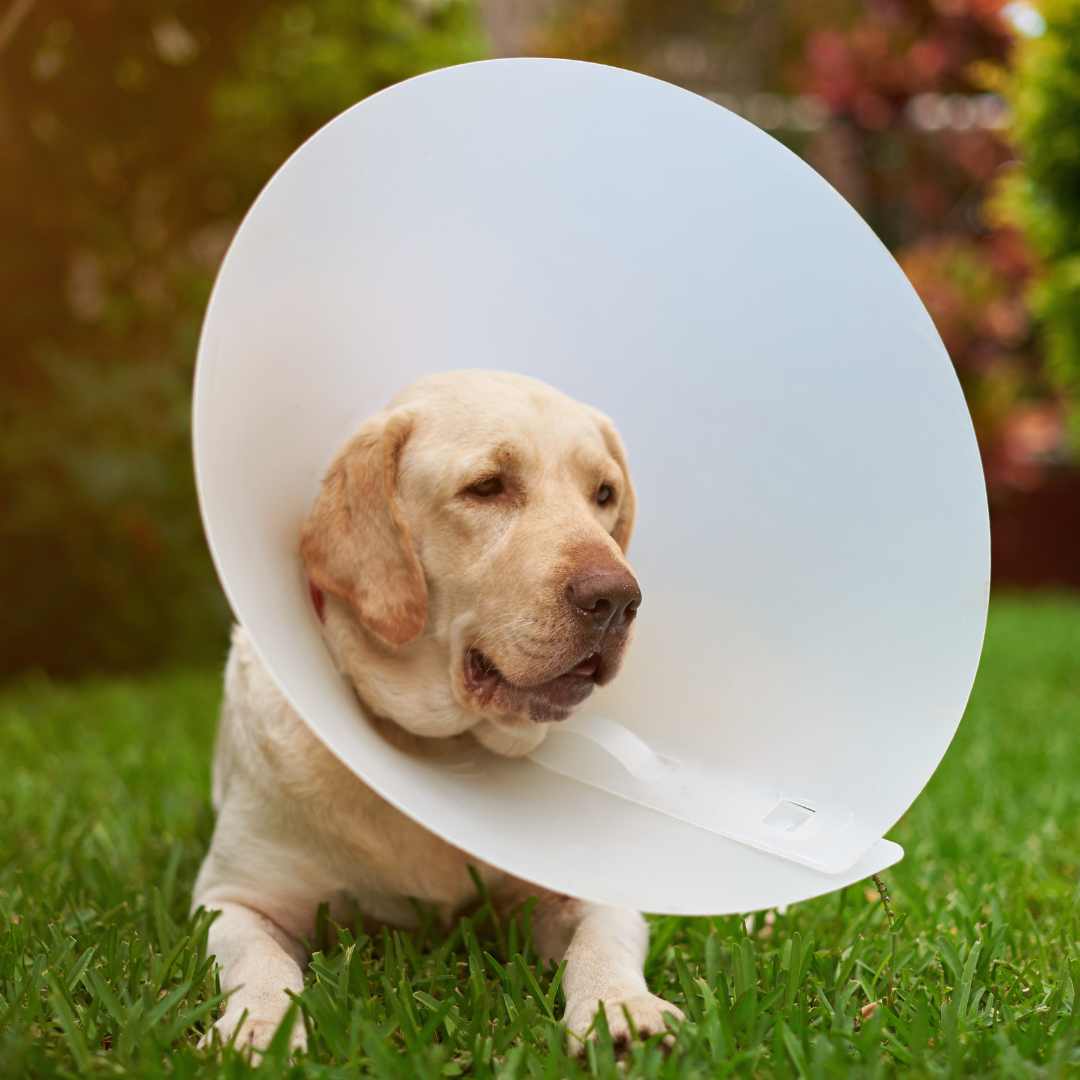 Gentle, Skilled Care from Consultation to Recovery