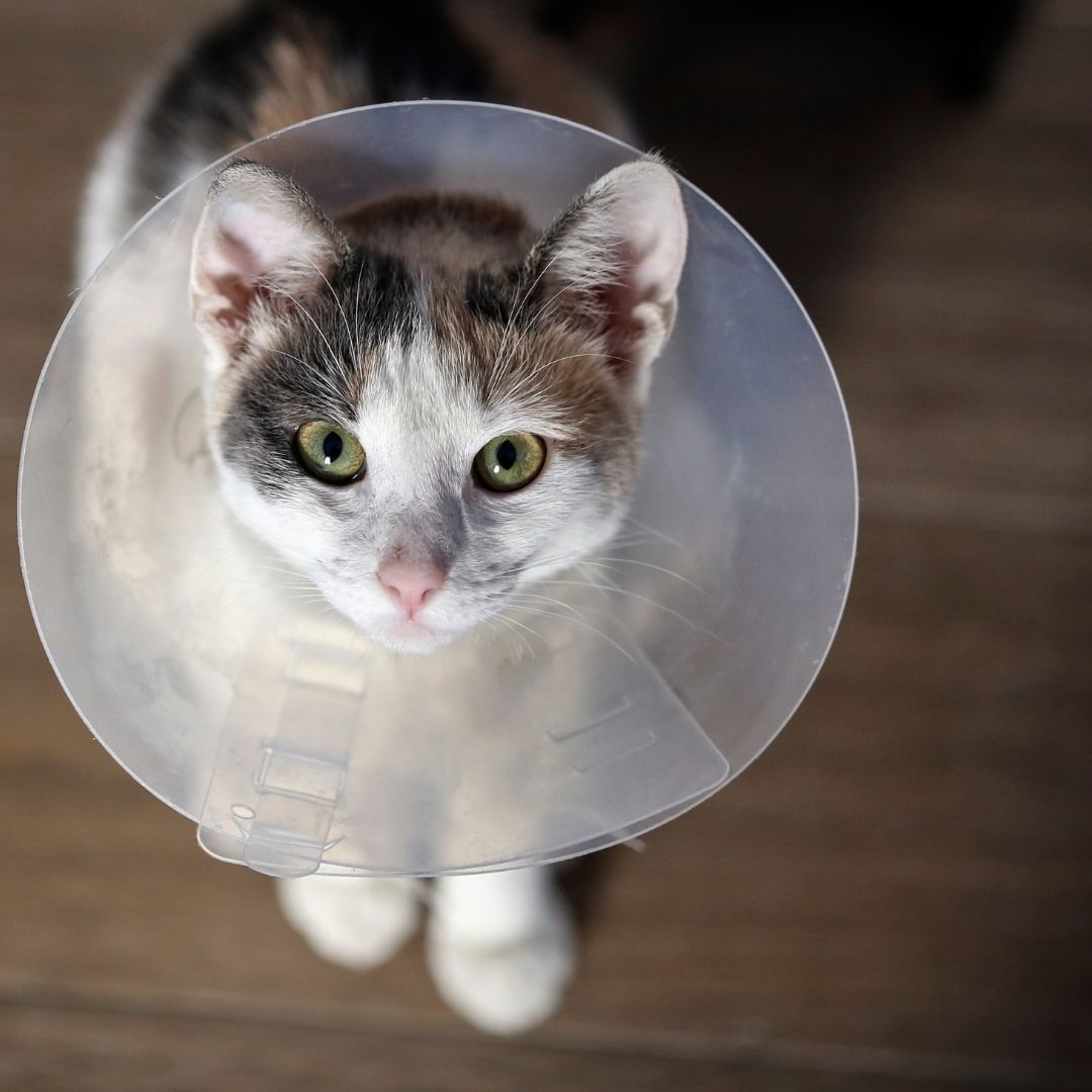A cat wearing a plastic cone around its neck