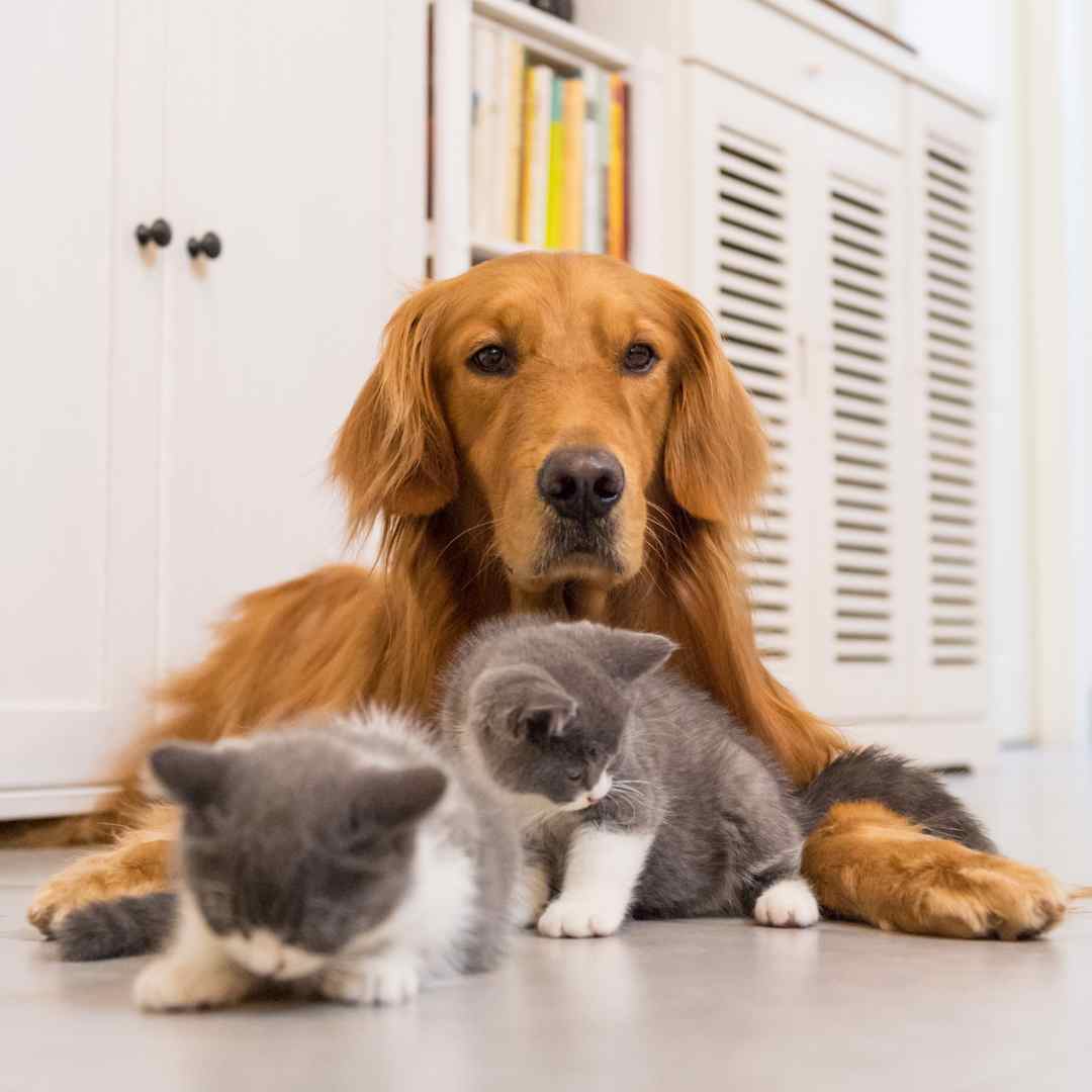 Special Offers for Pets and Their People<br />
