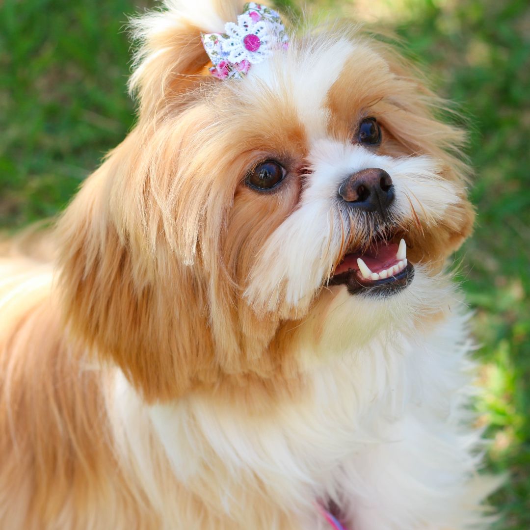 Understanding Pain in Pets
