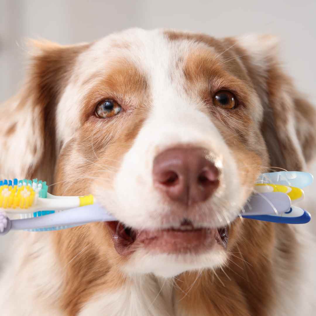 Veterinary Dental Exams and Cleanings