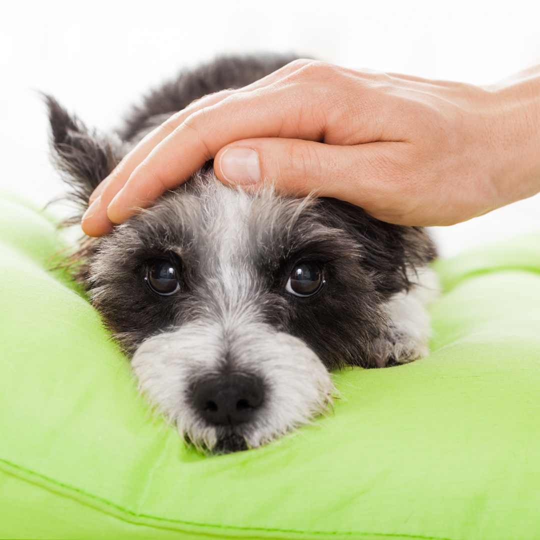 Veterinary Illness Visits with a Gentle Approach