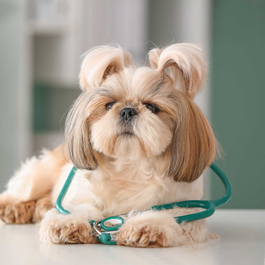 A dog wearing a stethoscope around its neck