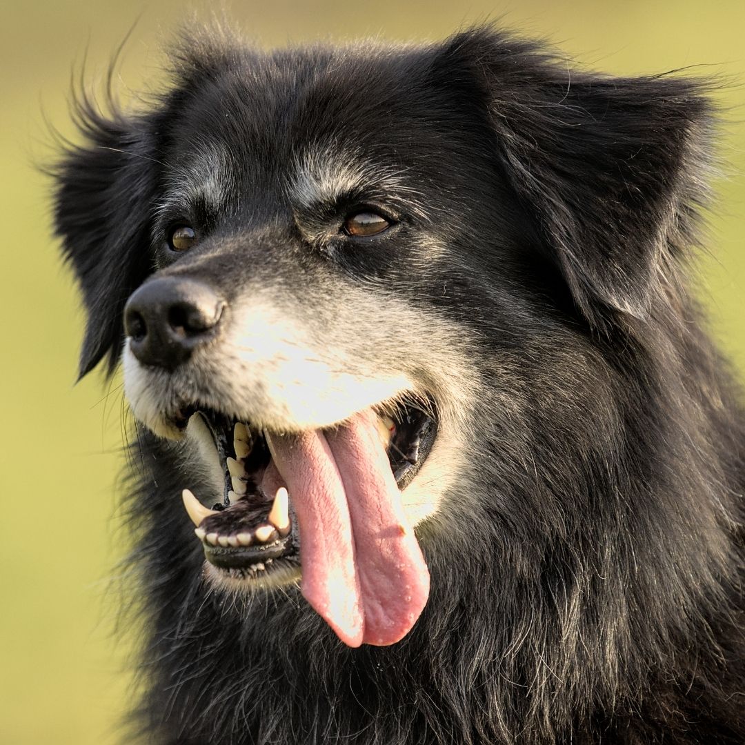 A black dog with its tongue out, looking playful and happy