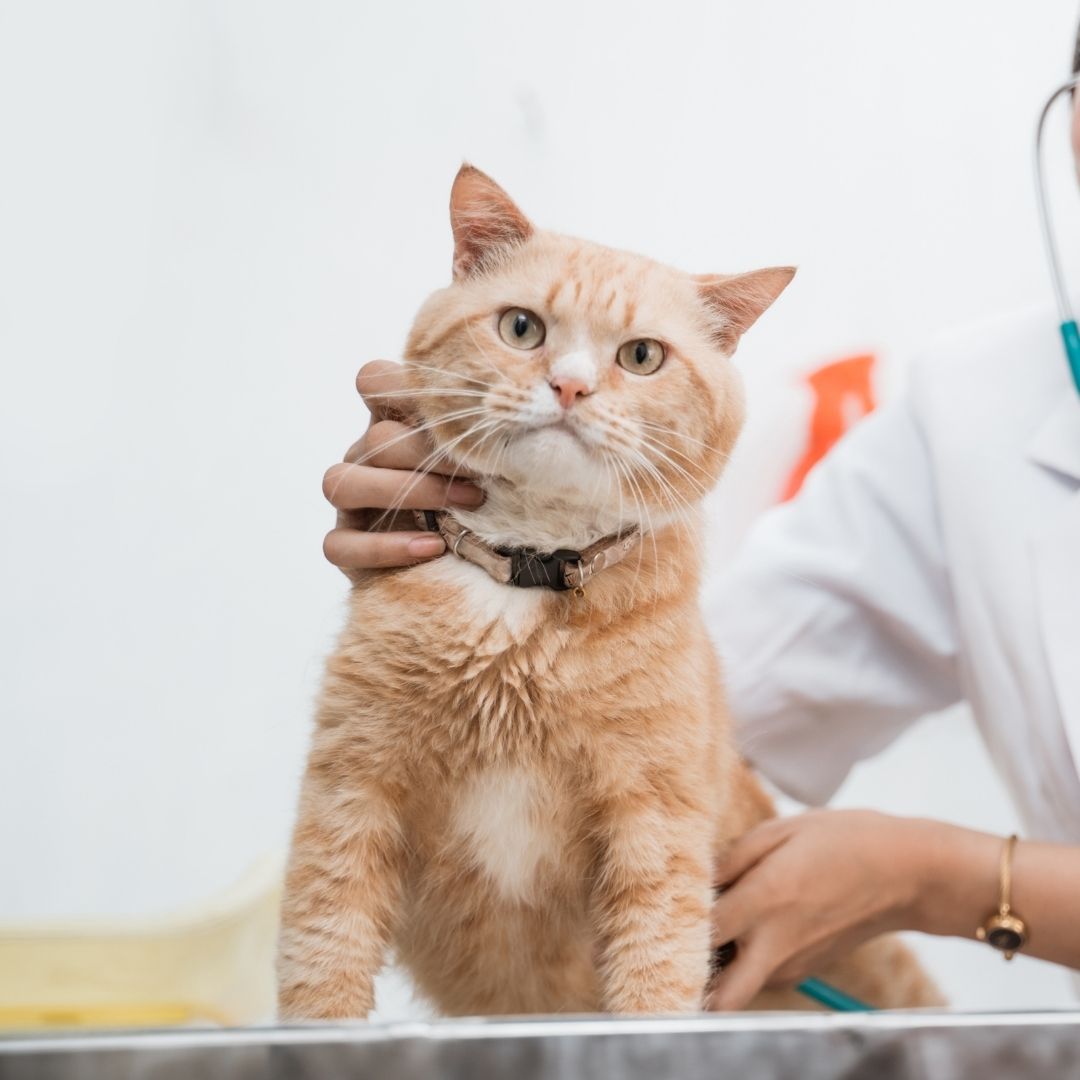 A woman in a white coat examines a cat