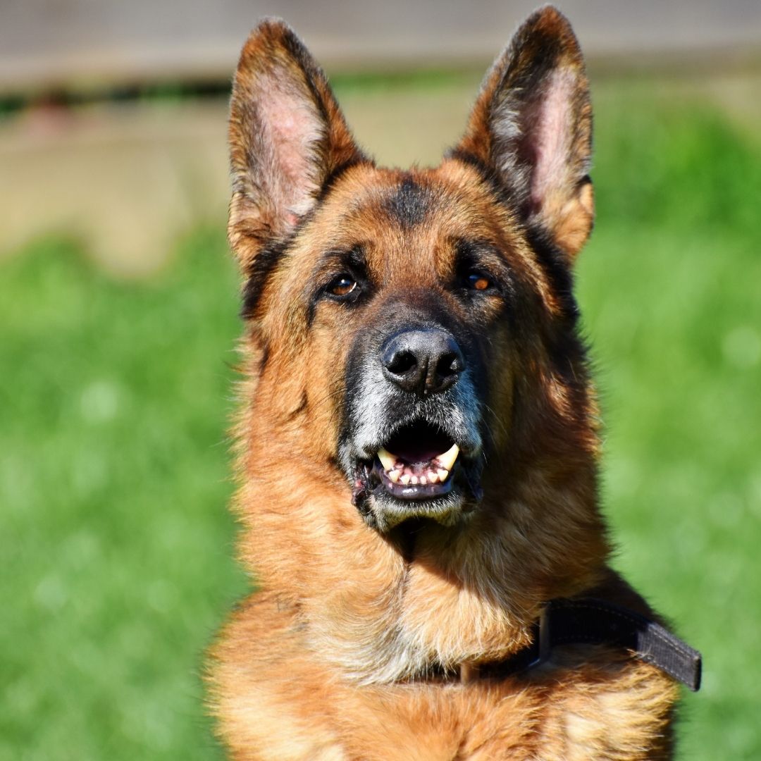 A German Shepherd dog sitting on green grass