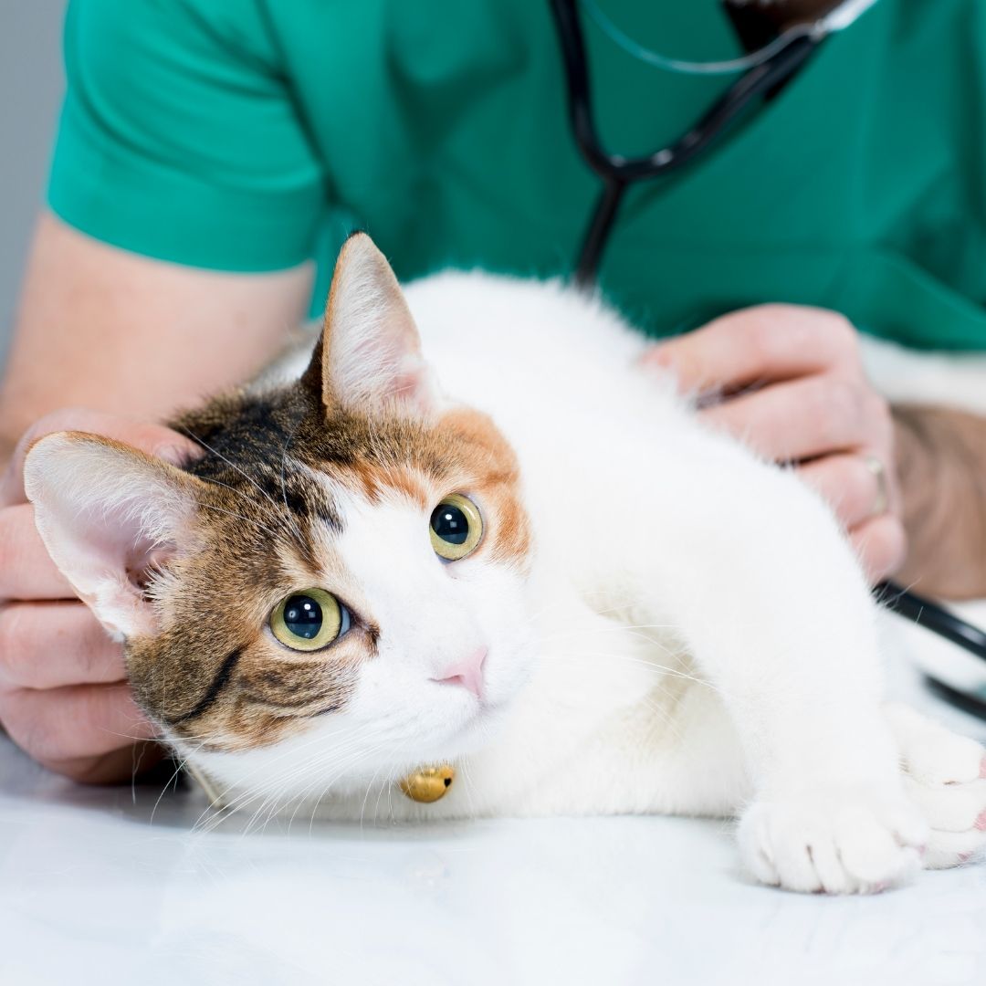 A veterinarian examines a cat on an examination table in a clinical setting