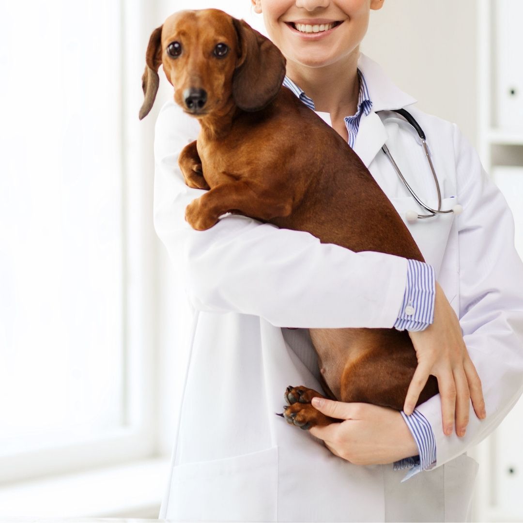 A woman in a white coat gently holds a small dog in her arms