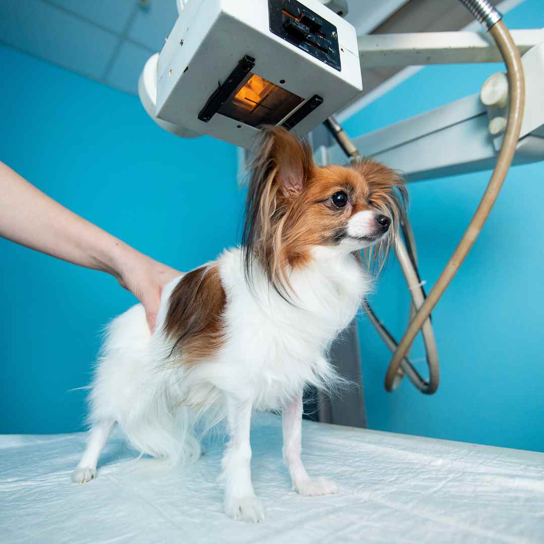 A veterinarian examines a dog on an examination table
