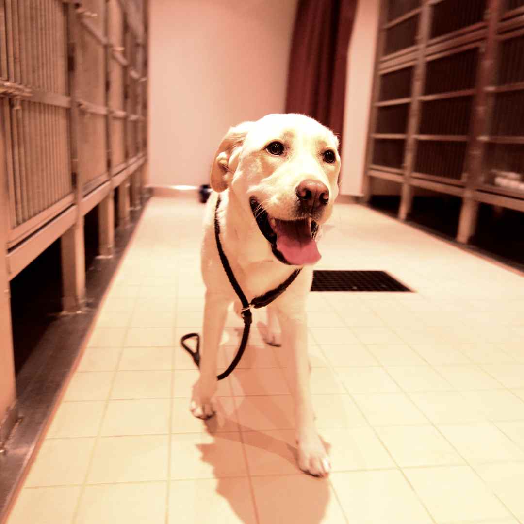 A dog stands in a hallway, wearing a leash, looking alert and ready for a walk