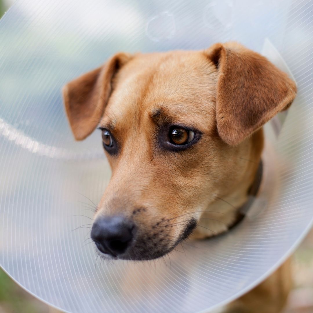 A dog wearing a cone collar