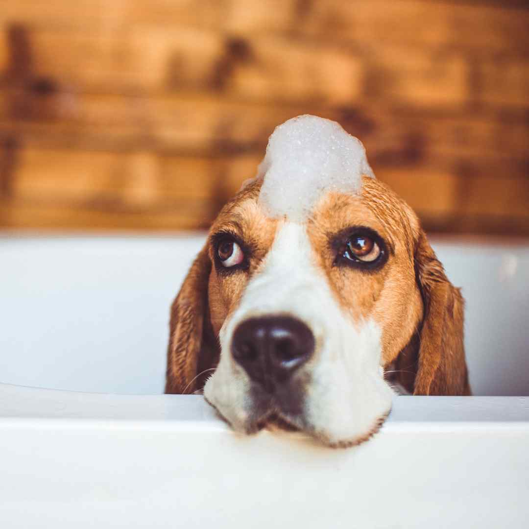 A dog sitting in a bathtub, playfully covered in foam with bubbles on its head