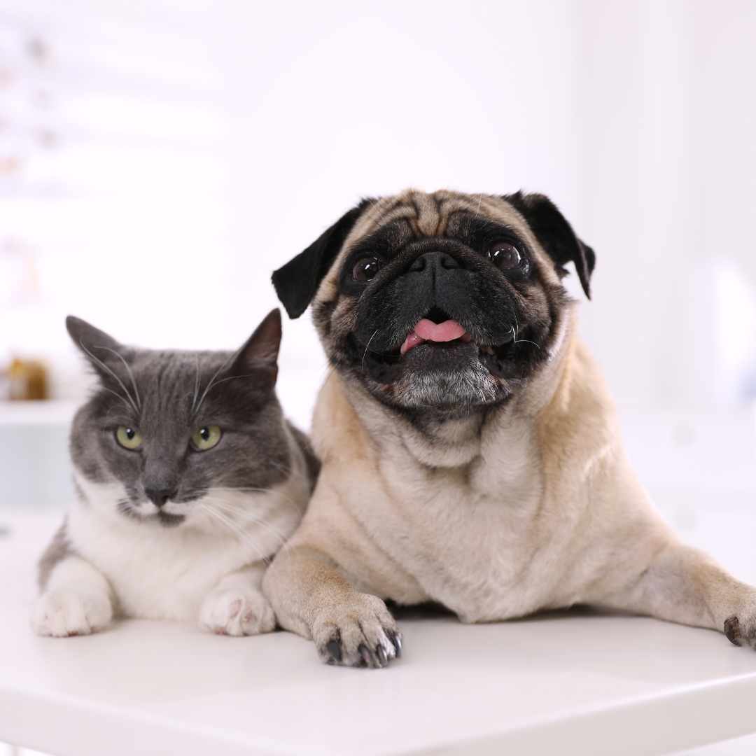 every animal has access to compassionate care