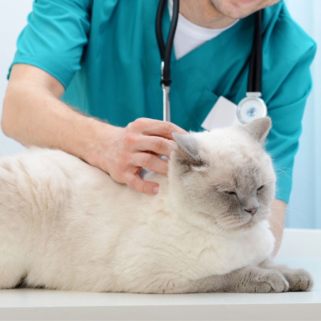 A male veterinarian examines a cat on an examination table