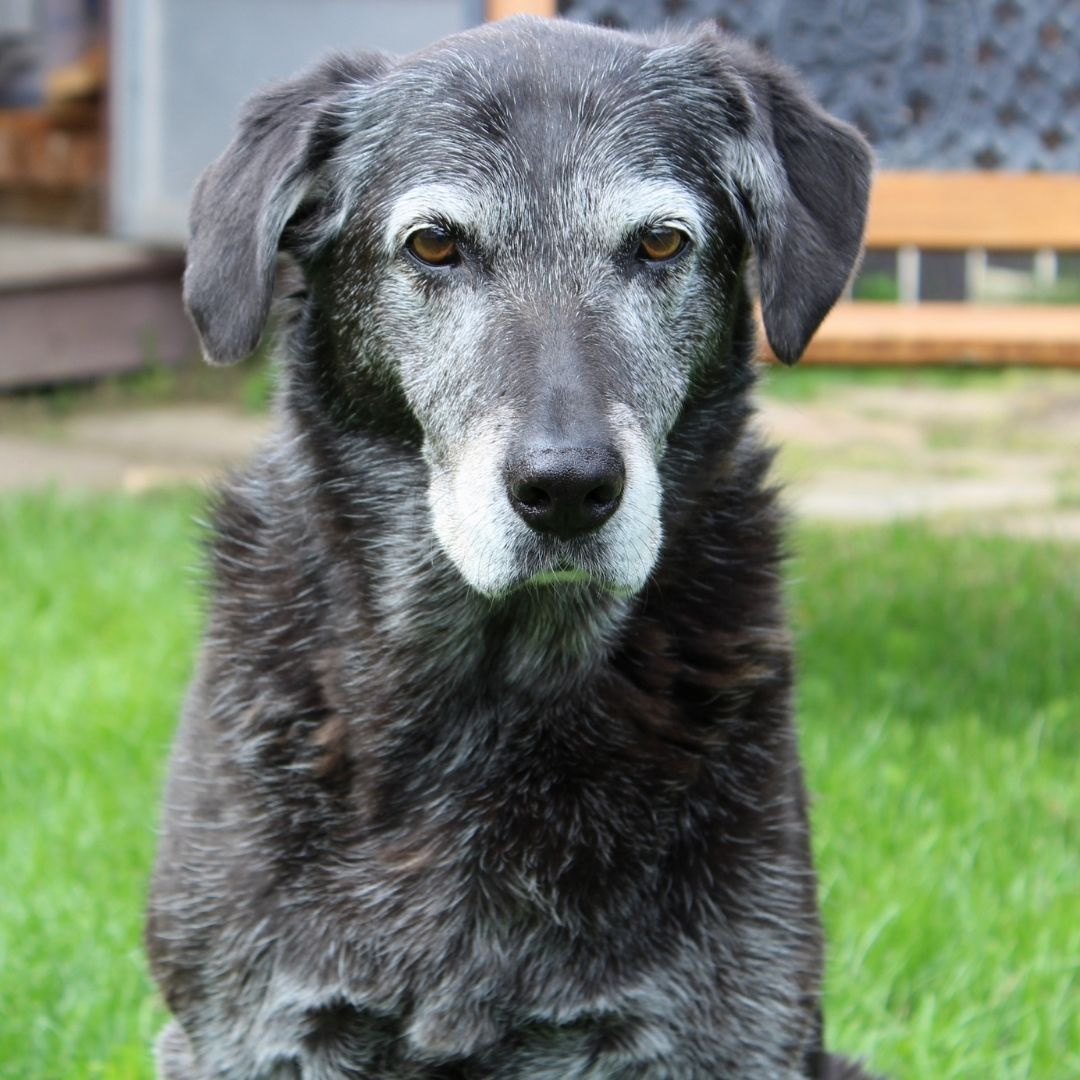 A black dog sitting calmly in a lush green grass field
