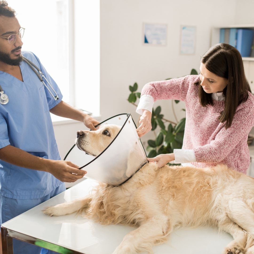 A woman and a man are examining a dog wearing a protective cone