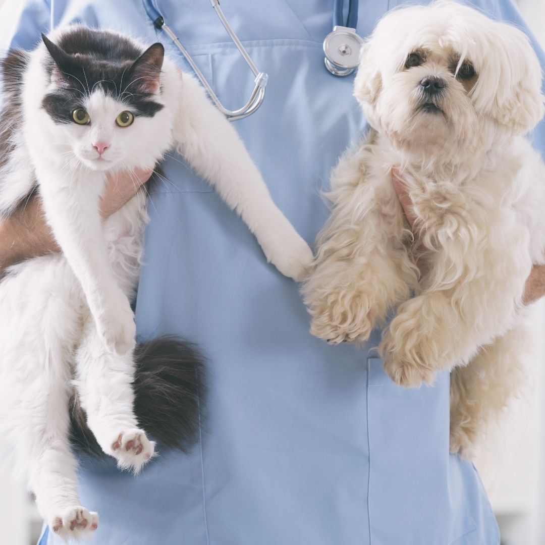 vet holding a cat and dog