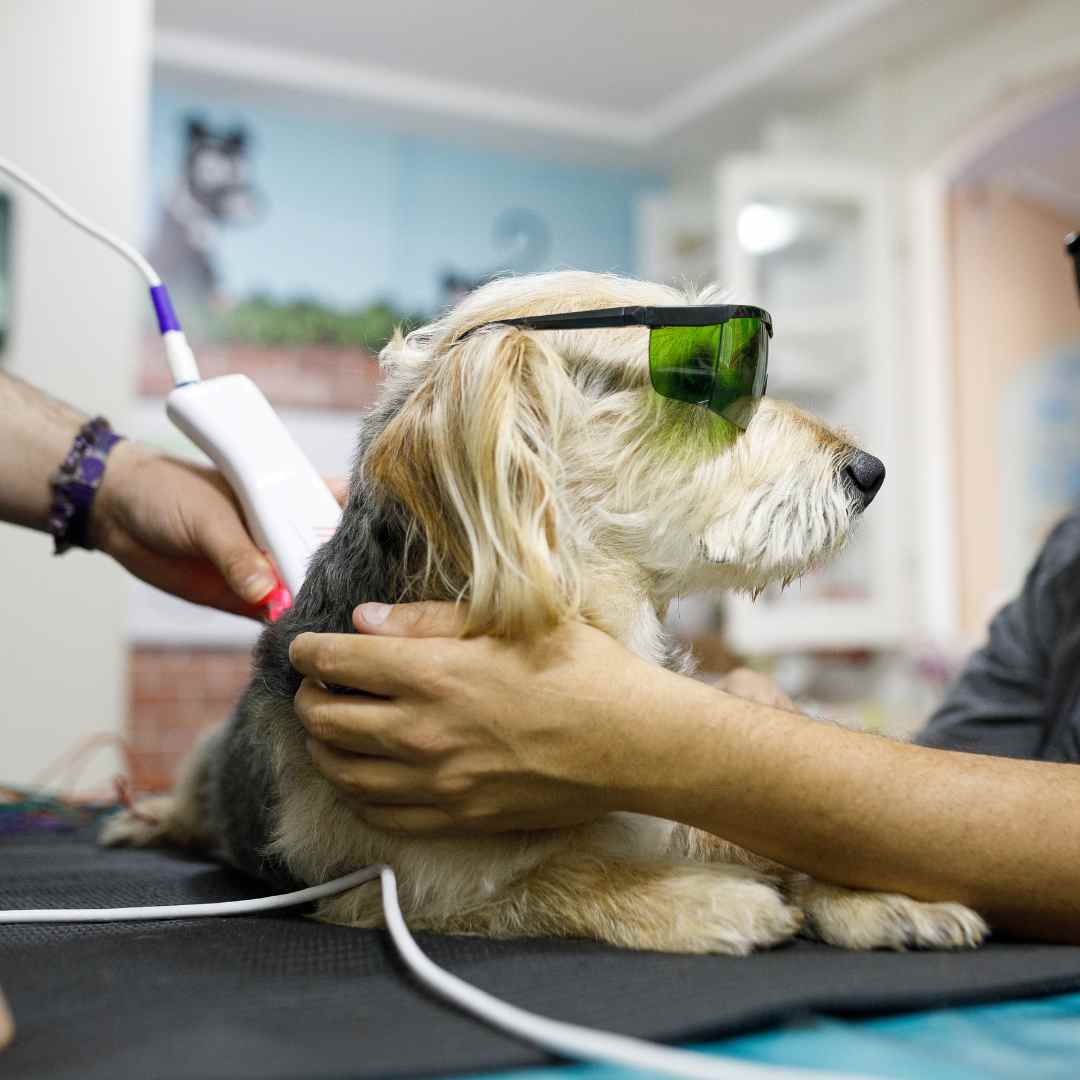 A woman performing laser therapy on a relaxed dog