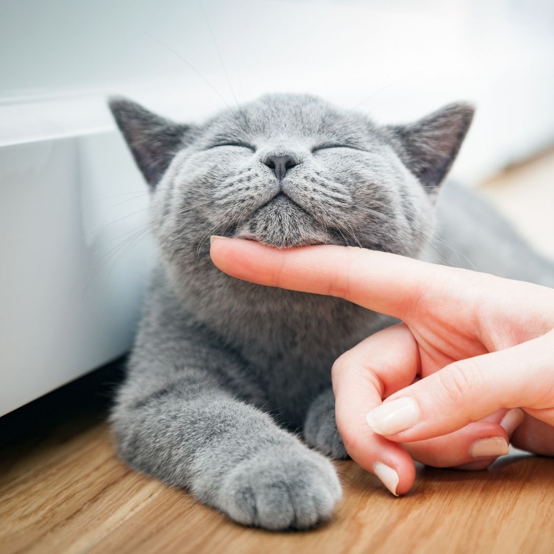 A person gently touching the nose of a cat