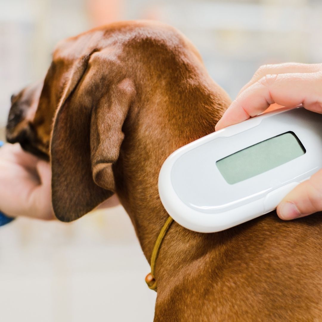 Veterinarian using a microchip scanner on a brown dog’s back to check for pet identification