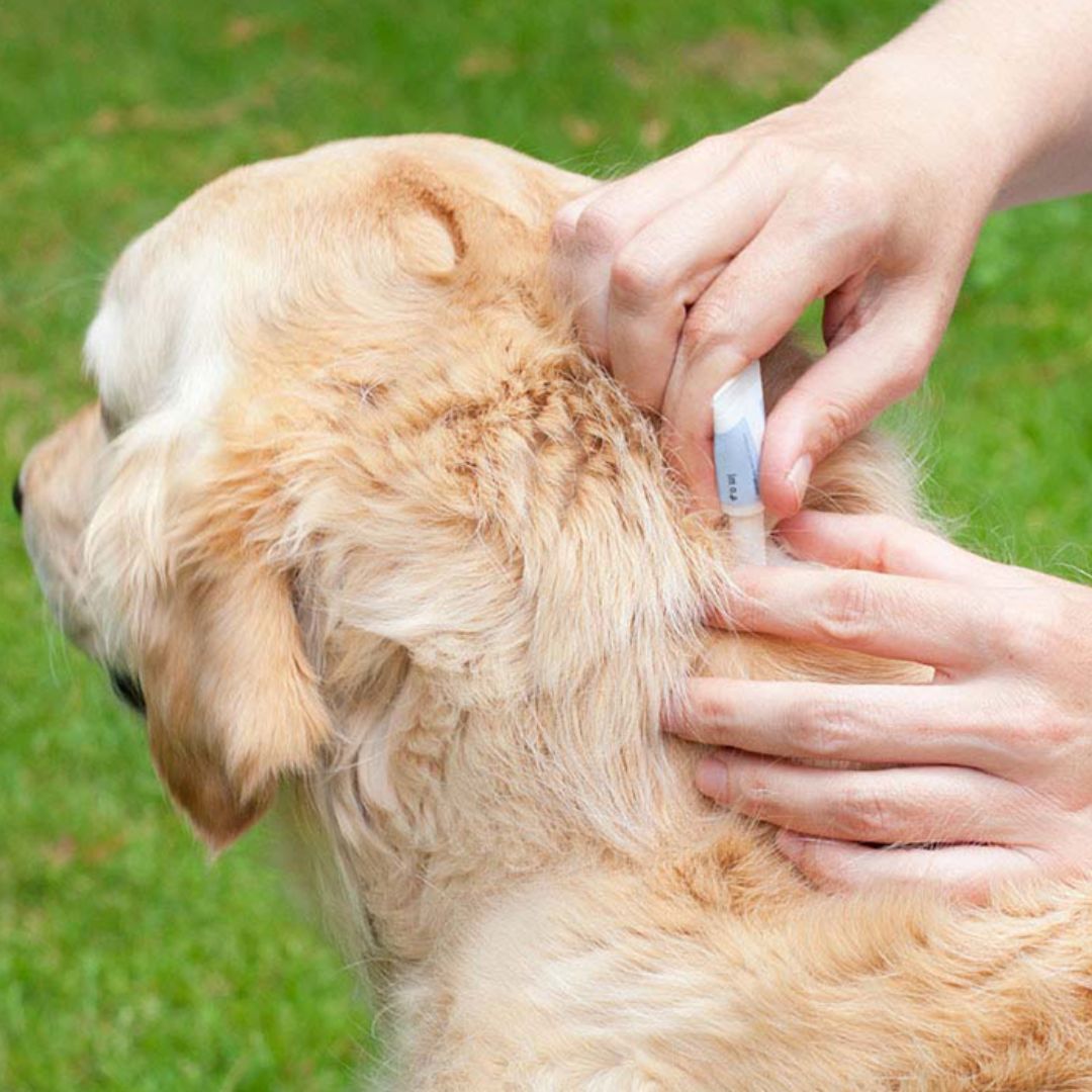 Protecting Your Pet from Mosquito-Borne Illness