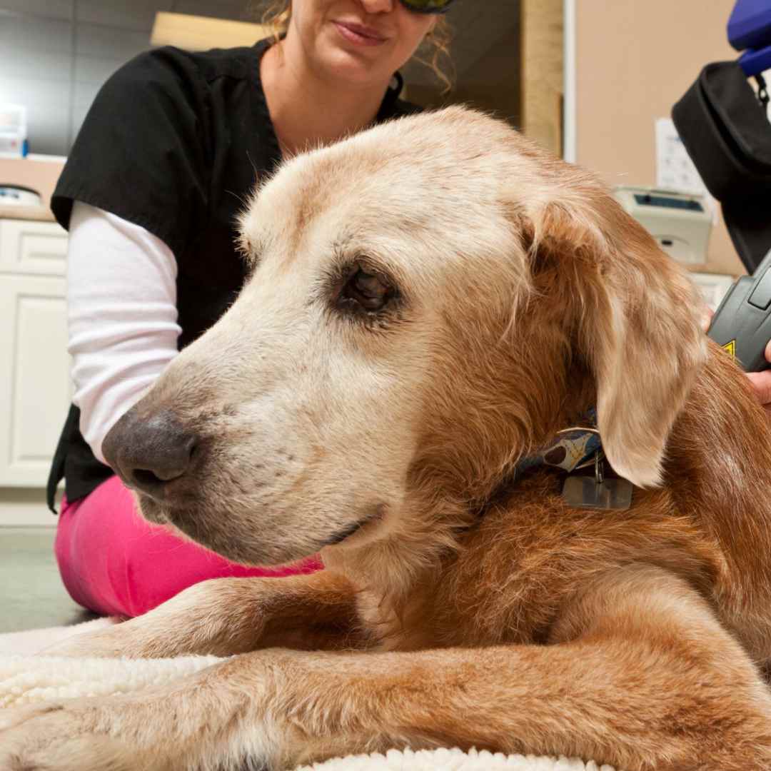 A woman performing laser therapy on a dog