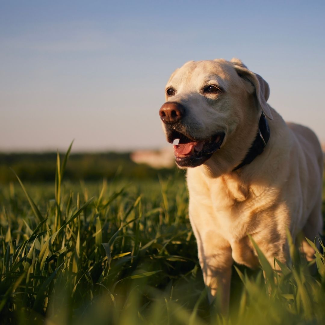 A dog stands in a lush green field, surrounded by vibrant grass