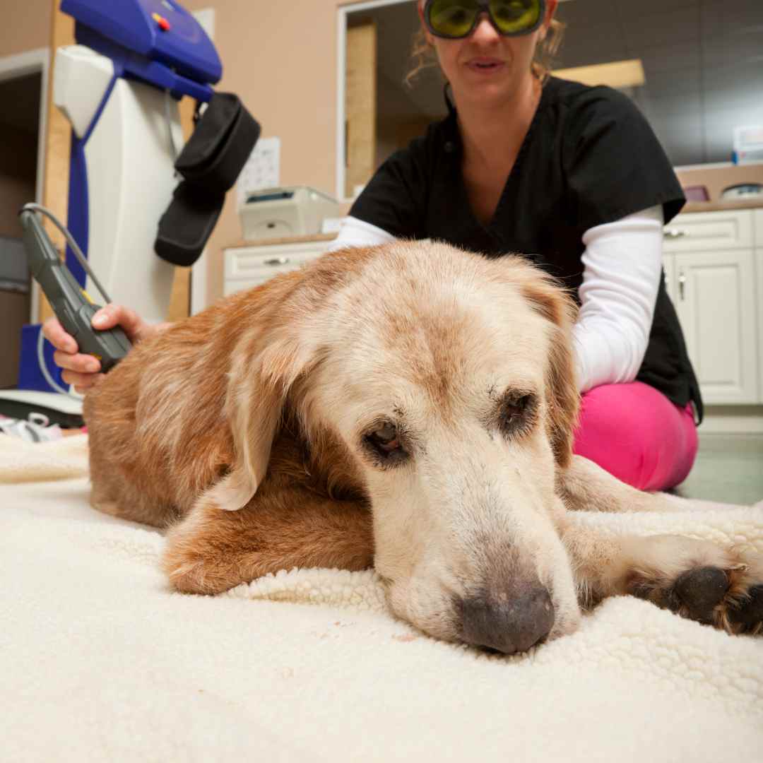 A woman performing laser therapy on a dog lying on a cozy blanket