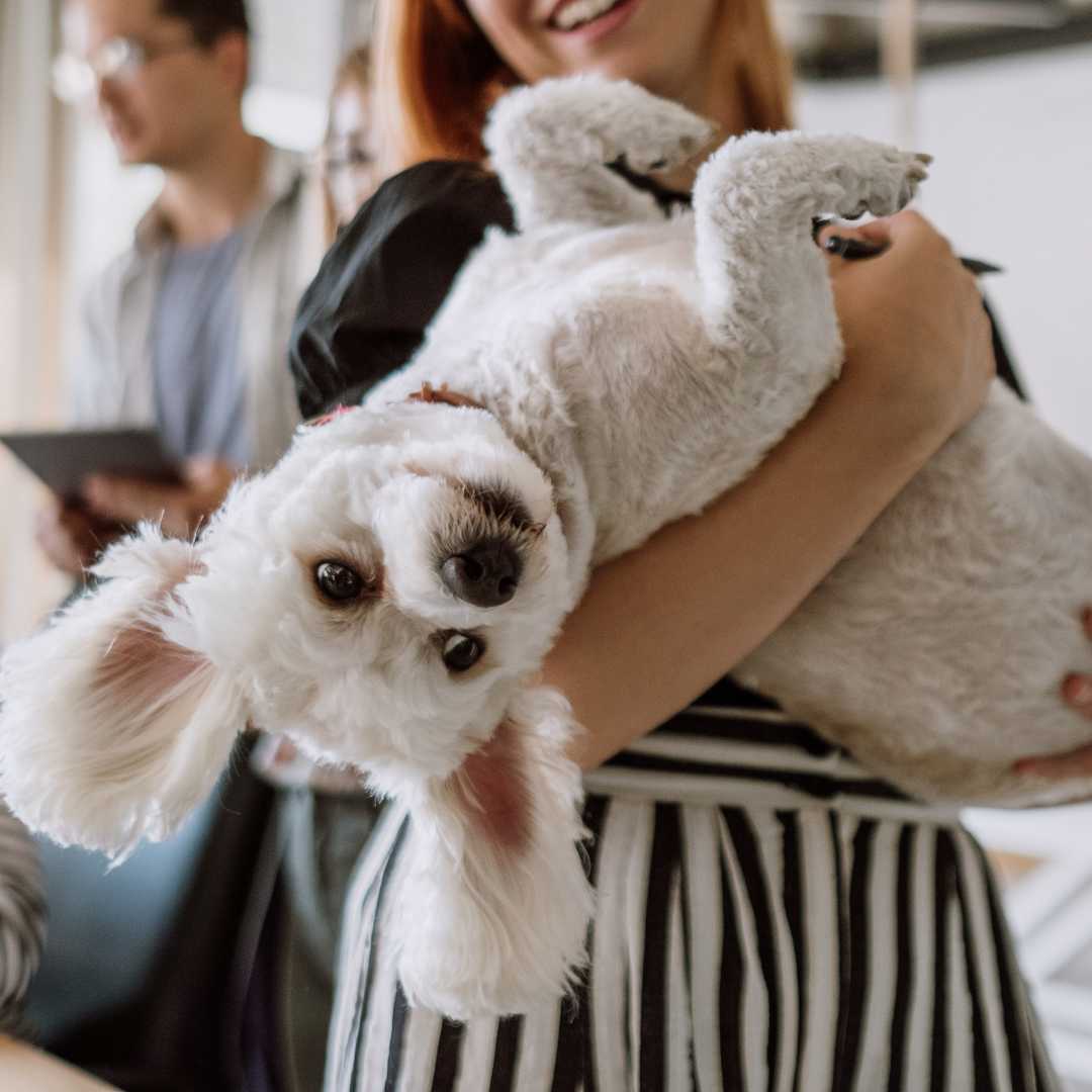 mobility improvement in pets